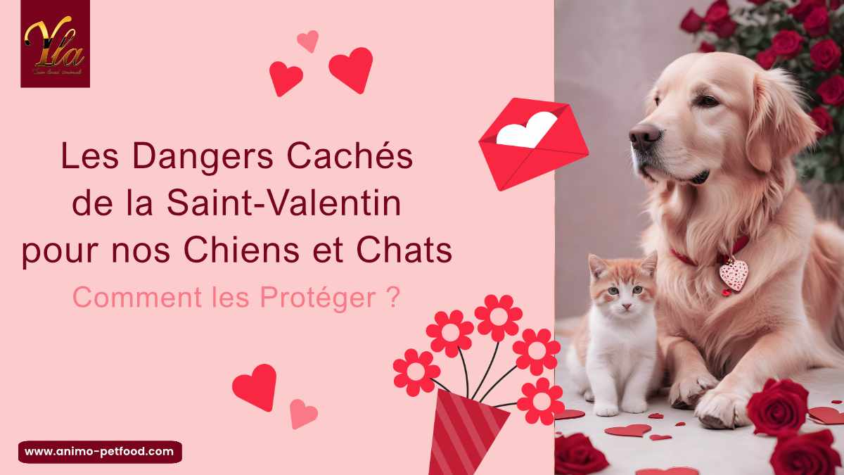  Les Dangers Cachés de la Saint-Valentin pour nos Chiens et Chats - Comment les Protéger ?