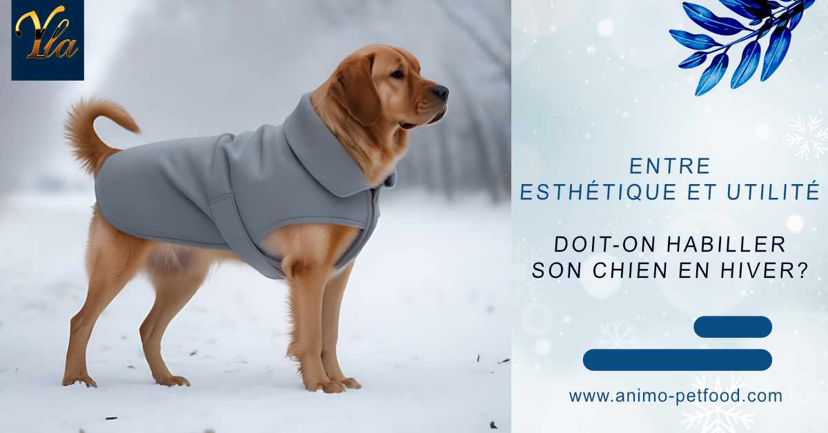 doit-on-habiller-son-chien-en-hiver