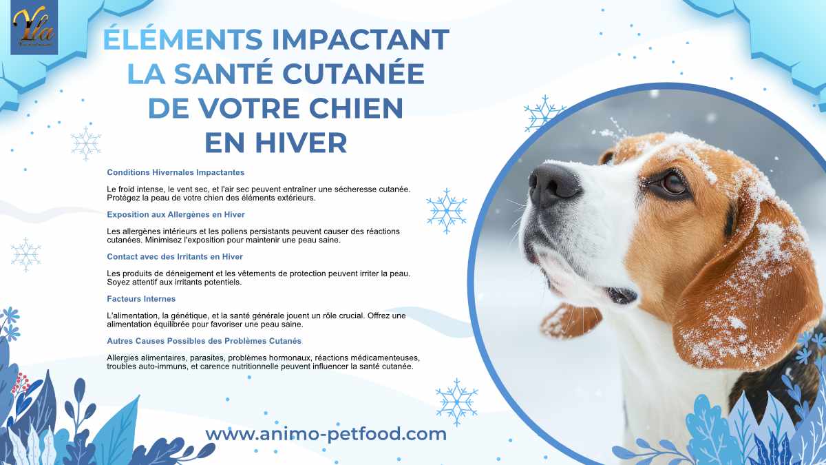 Éléments Impactant la Santé Cutanée de Votre Chien en Hiver