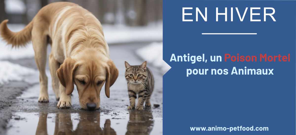 En Hiver : Antigel, un Risque Mortel pour nos Chiens et Chats