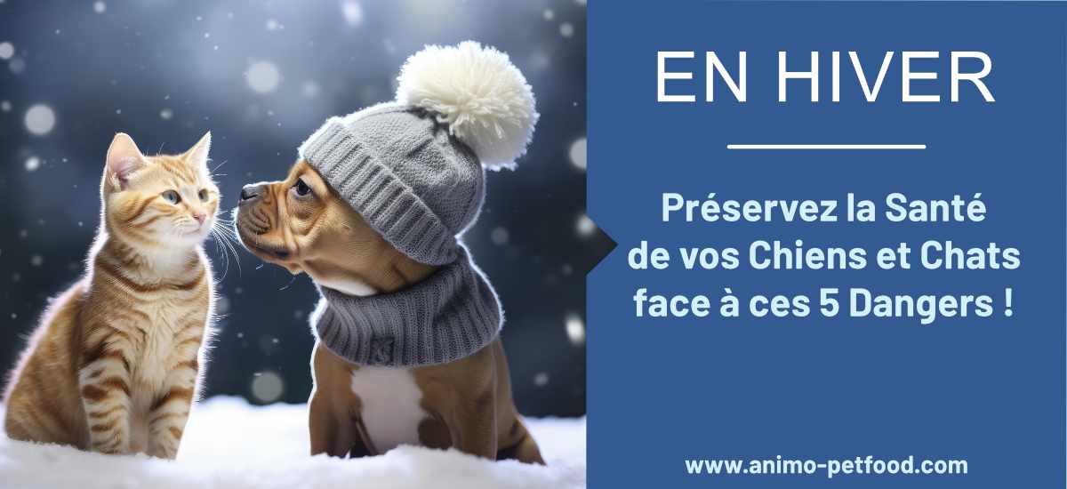 Préservez la Santé de vos Chiens et Chats en Hiver : 5 Dangers à Éviter Absolument