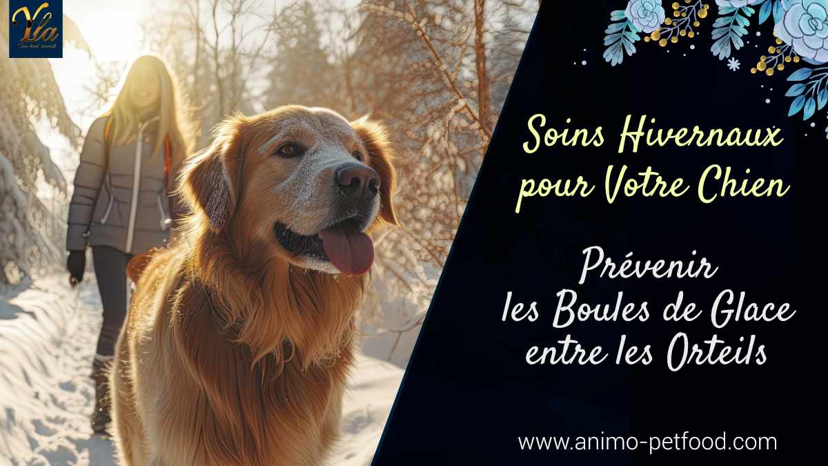 eviter-boules-de-glace-entre-les-orteils-de-votre-chien-prevention-et-soins