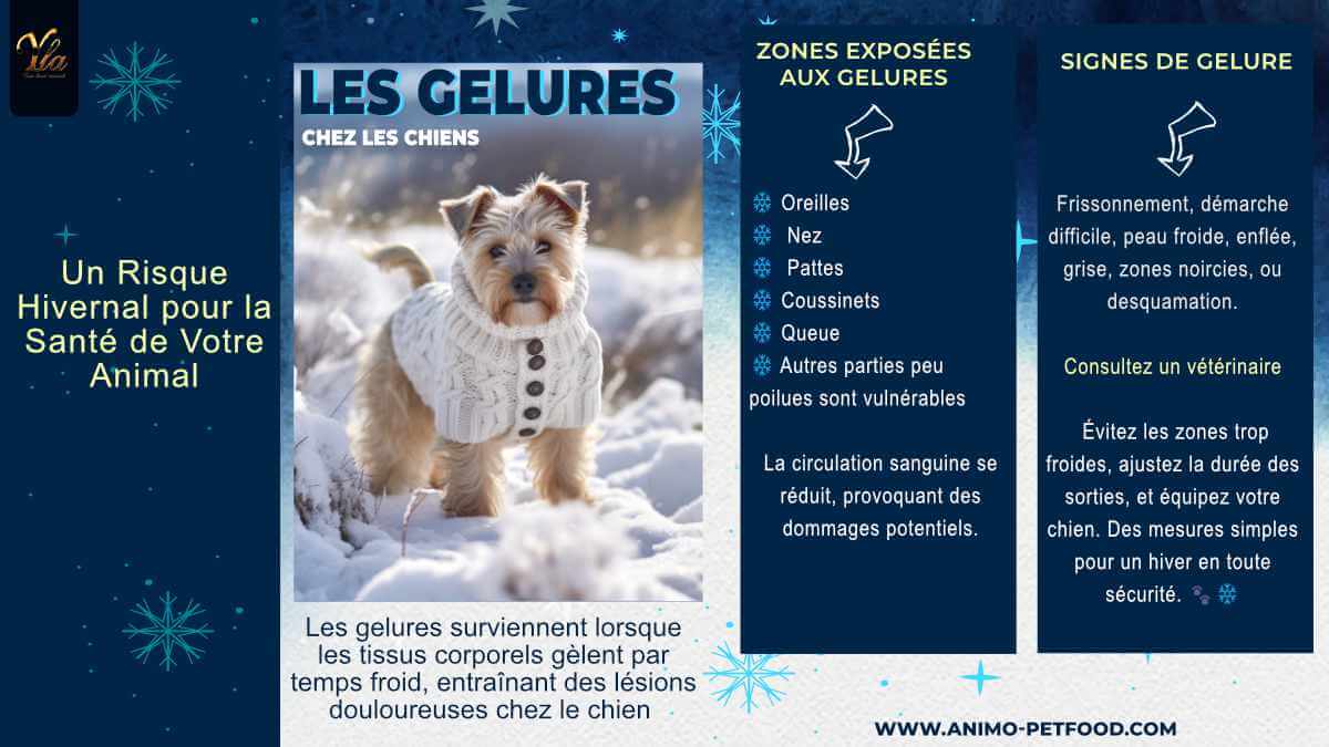 gelures-chez-les-chiens