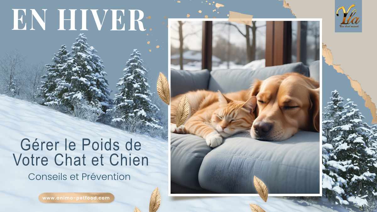 Gérer le poids de votre chat et chien en hiver : Conseils et prévention