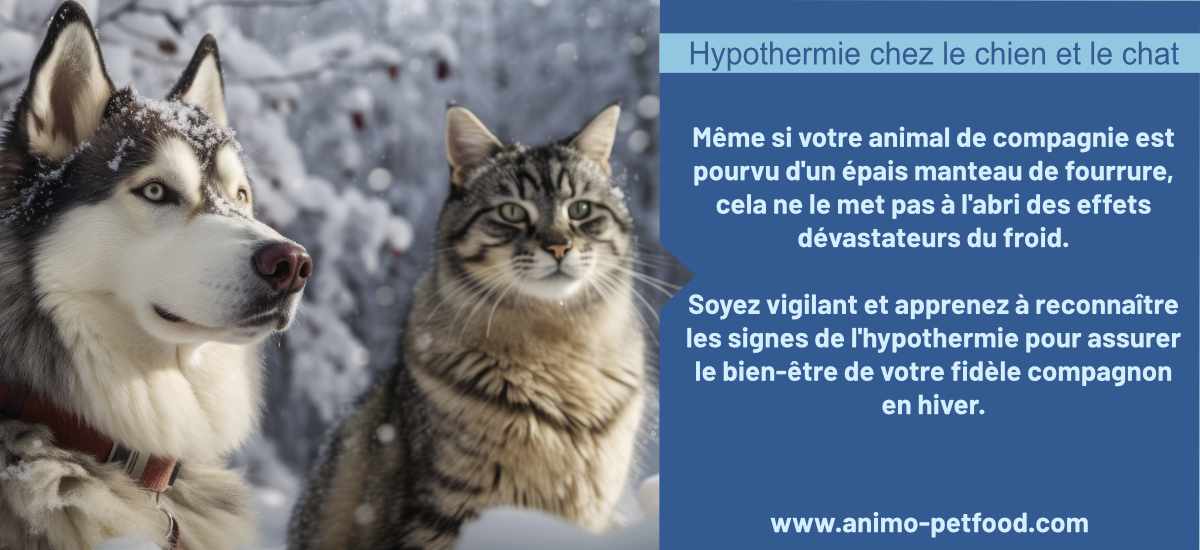 Prévention de l'Hypothermie chez le Chien et le Chat : Soyez vigilant et apprenez à reconnaître les signes pour assurer le bien-être de votre fidèle compagnon en hiver