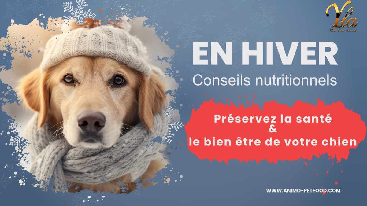 importance-de-l-alimentation-hivernale-pour-la-sante-de-votre-chien