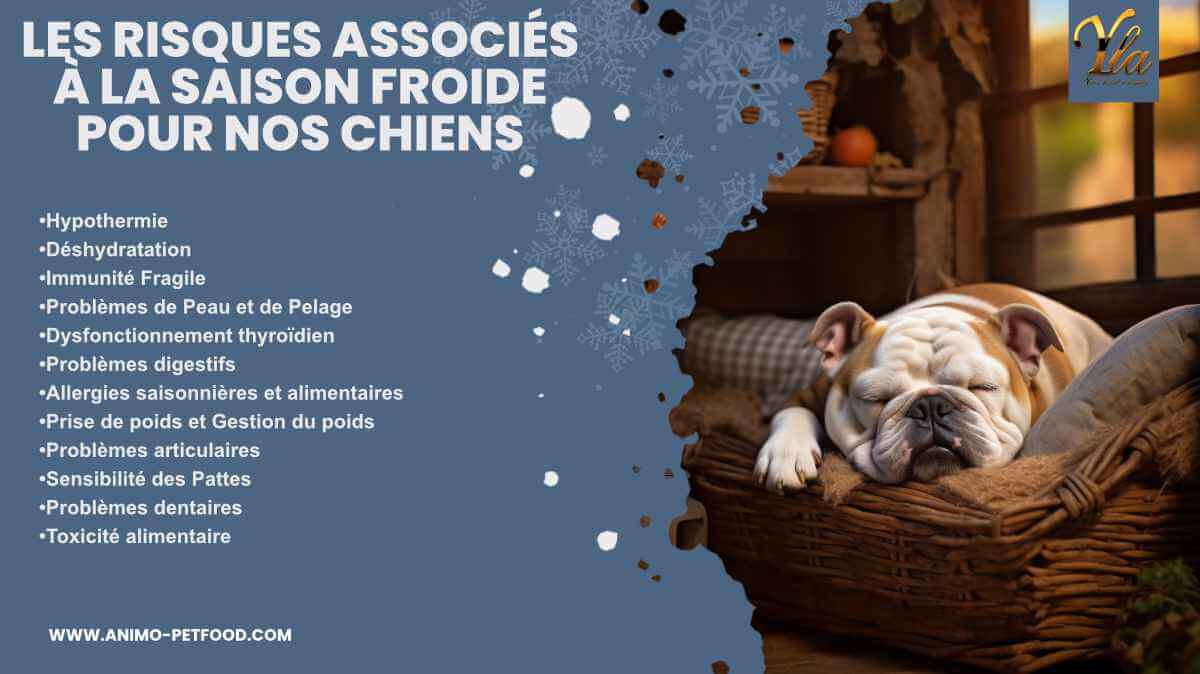 les-risques-associes-a-la-saison-froide-pour-nos-chiens