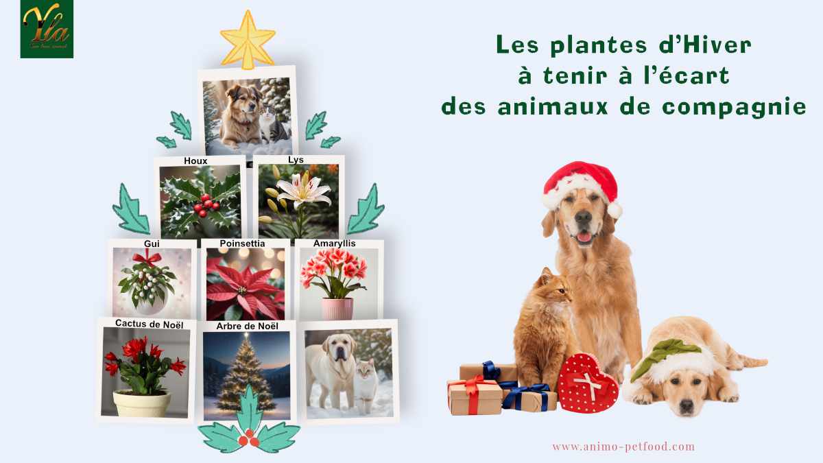 plantes-d-hiver-a-tenir-a-l-ecart-des-chiens-chats