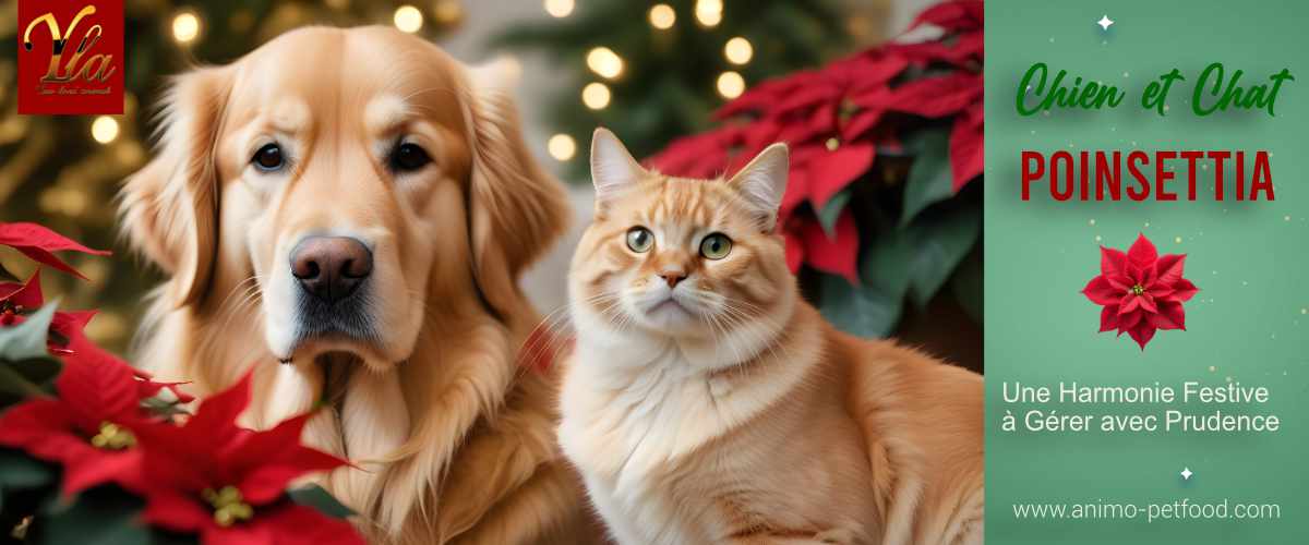 poinsettia-et-securite-pour-chiens-et-chats