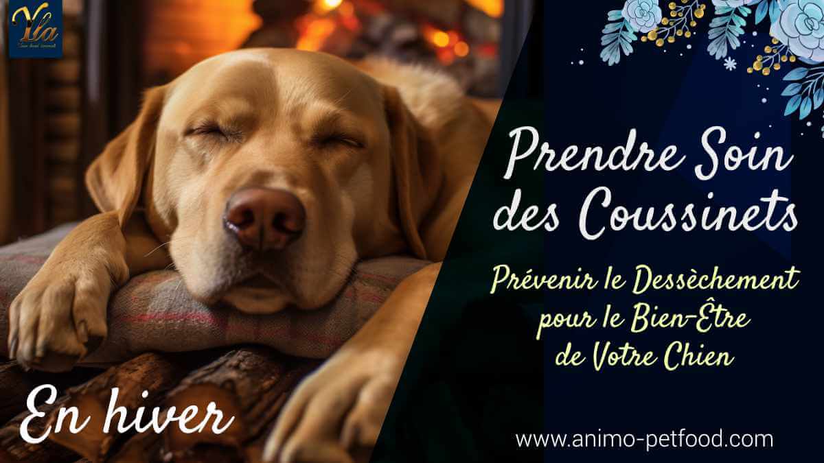 prendre-soin-des-coussinets-en-hiver-prevenir-le-dessechement-pour-le-bien-etre-de-votre-chien