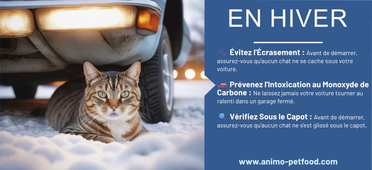 Protection Chats sous les Voitures en Hiver : Évitez l'écrasement, l'intoxication au monoxyde de carbone, vérifiez sous le capot, et ne laissez jamais la voiture tourner au ralenti avec la porte du garage fermée