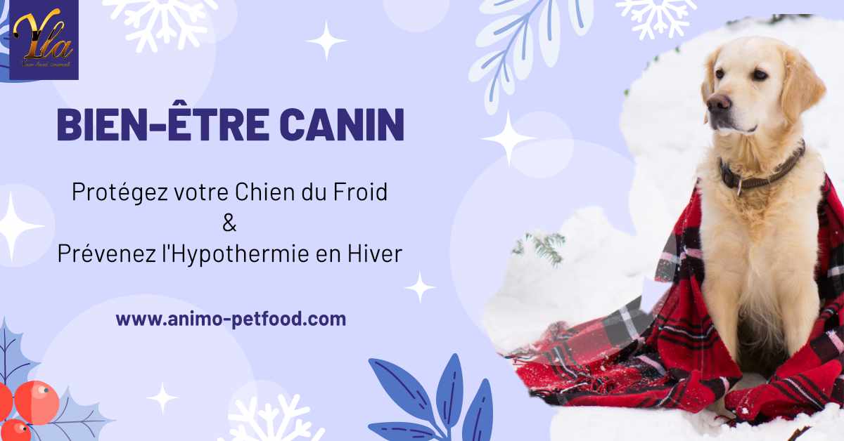 protegez-votre-chien-du-froid-et-prevenez-l-hypothermie-en-hiver