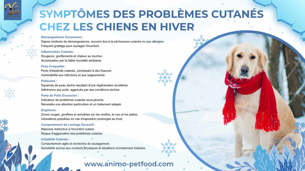 Symptômes des Problèmes Cutanés chez les Chiens en Hiver - Démangeaisons, Inflammation, Peau Craquelée, Pellicules, Perte de Poils, Engelures, Léchage Excessif, Irritabilité Cutanée.