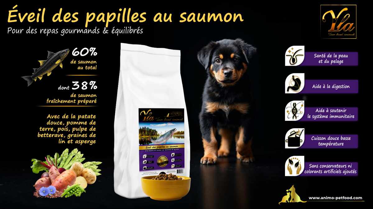 Alimentation pour chiots de grande taille, croquettes sans céréales au saumon pour prévenir les allergies et les problèmes digestifs.
