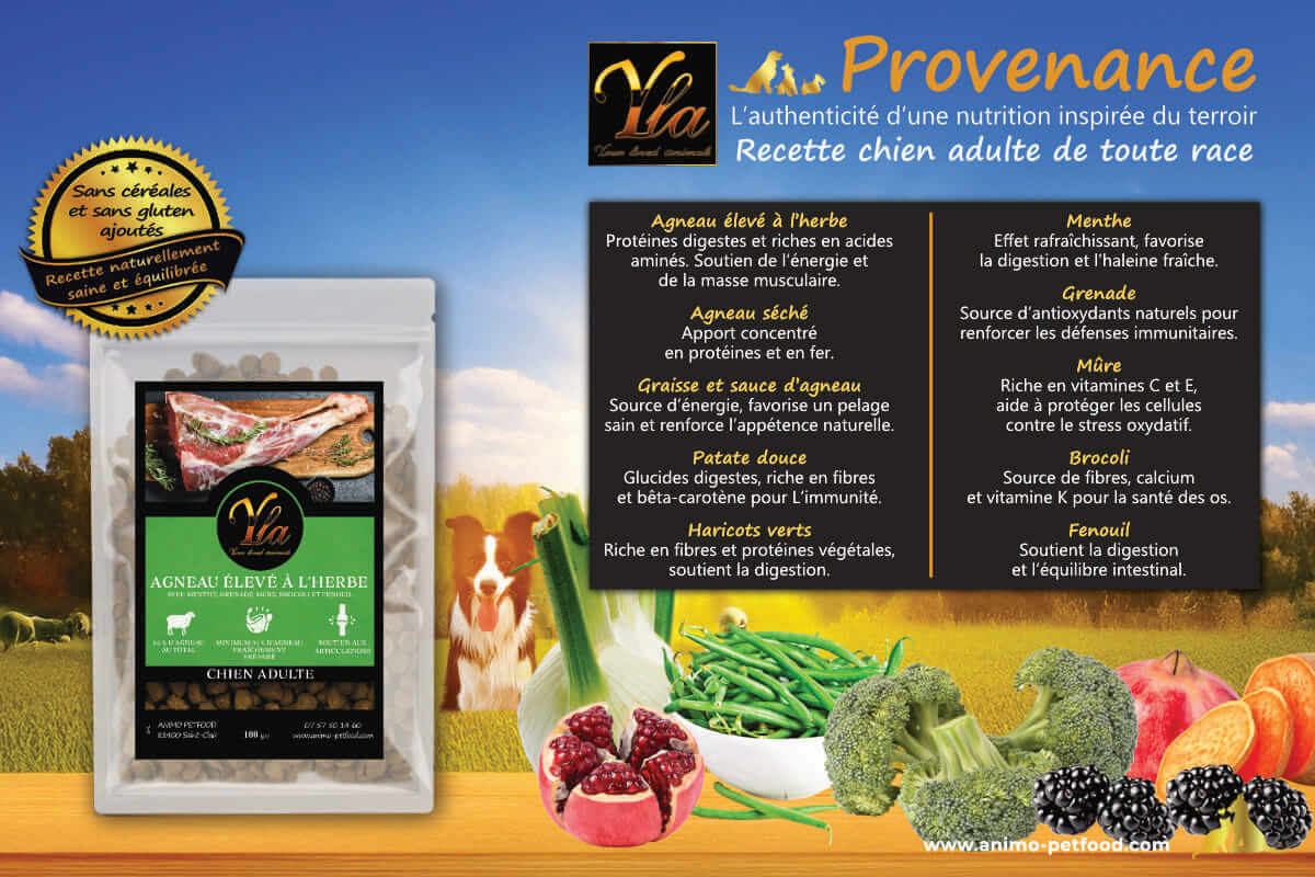 Croquettes naturelles à l’agneau sans gluten, enrichies en superaliments pour chiens adultes