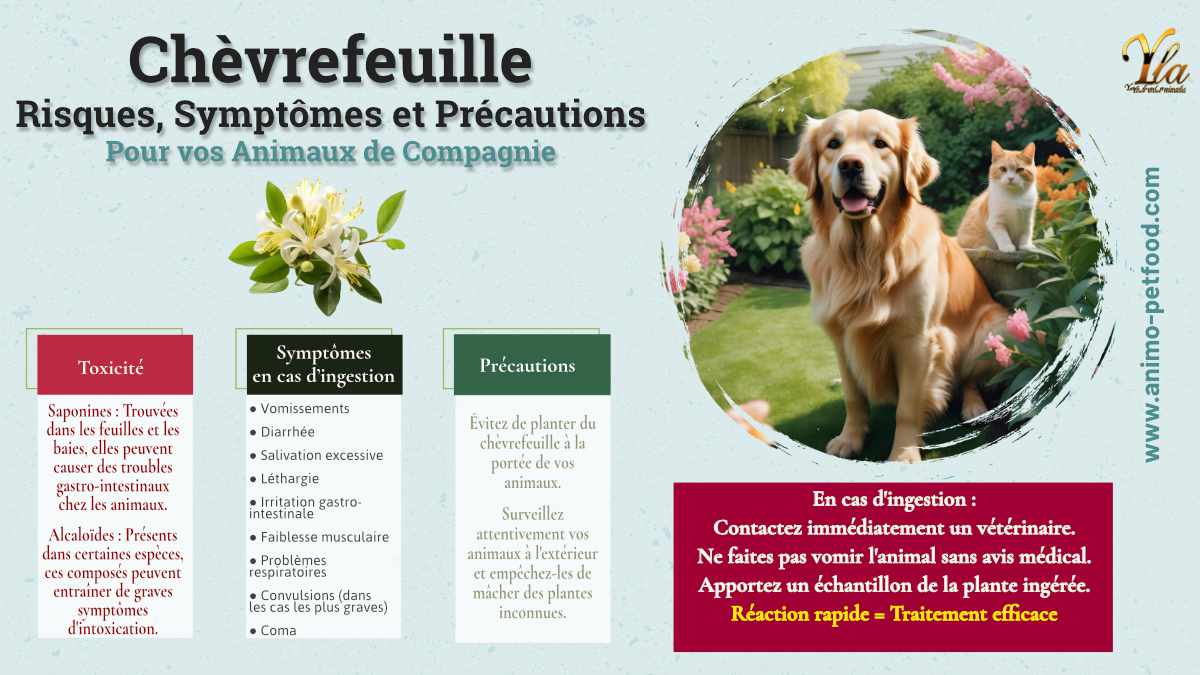 Chien et chat avec du Chèvrefeuille - Risques, Symptômes et Précautions pour vos Animaux de Compagnie