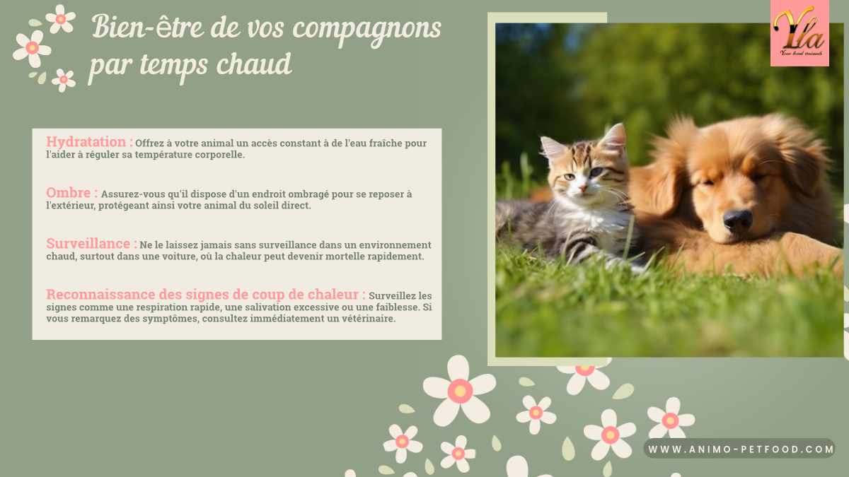 Conseils pour chiens et chats par temps chaud