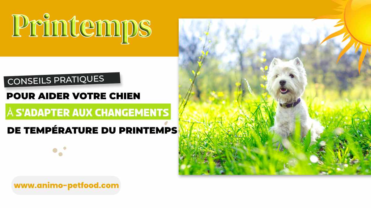 Conseils pratiques pour aider votre chien à s'adapter aux changements de température du printemps