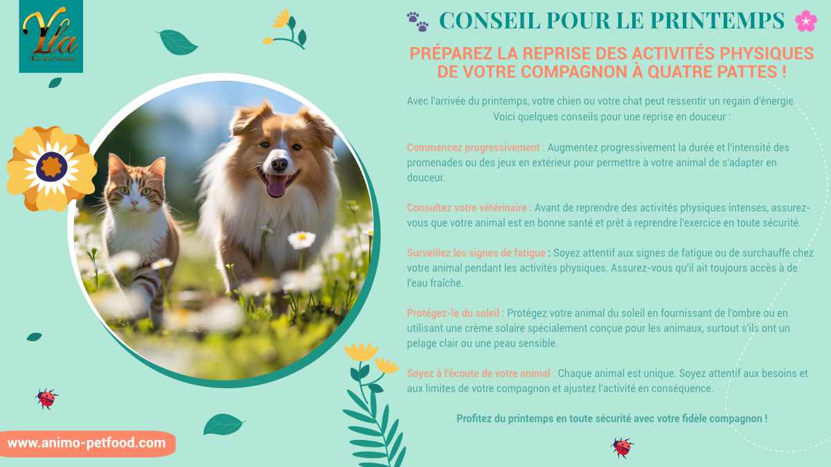 Conseils pour la reprise des activités physiques de votre compagnon à quatre pattes ce printemps