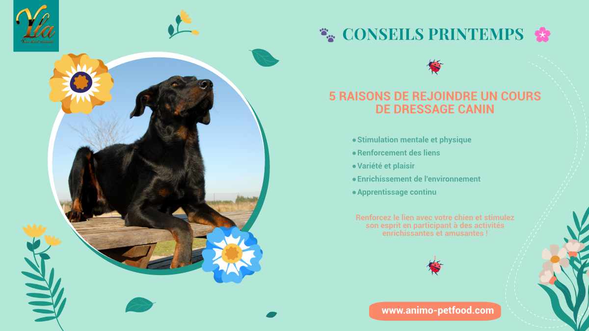 Conseils printemps: 5 raisons de rejoindre un cours de dressage canin