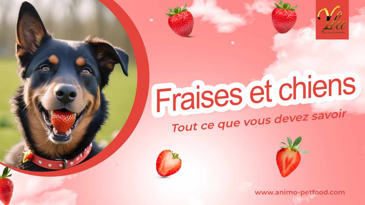 Fraises et chiens - Tout ce que vous devez savoir