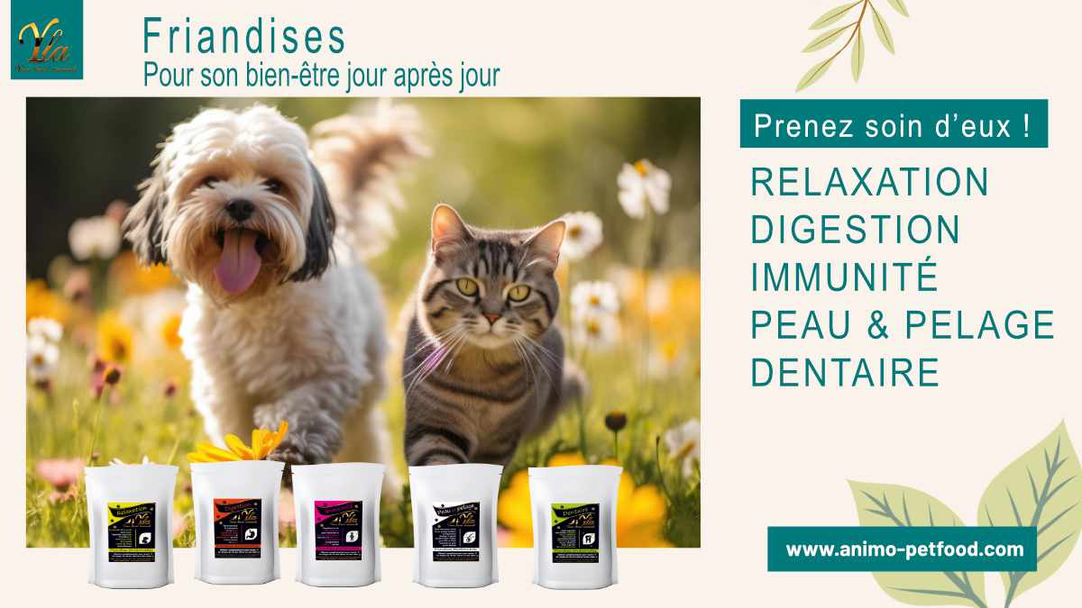 Friandises et soins de bien-être printaniers pour chiens et chats