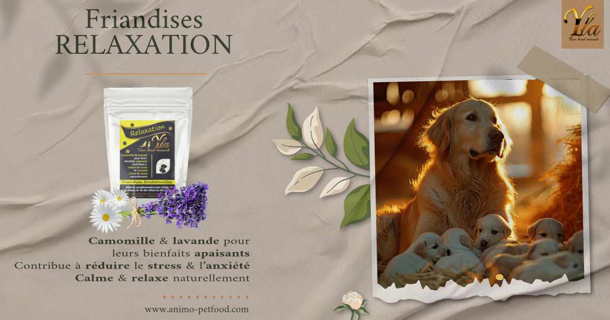 Friandises relaxation pour chiens et chiots - Camomille & lavande pour leurs bienfaits apaisants. Contribue à réduire le stress & l’anxiété. Calme & relaxe naturellement