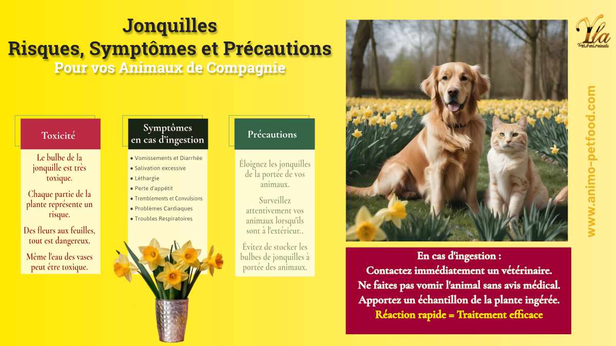 Risques, symptômes et précautions liés aux jonquilles pour les animaux de compagnie