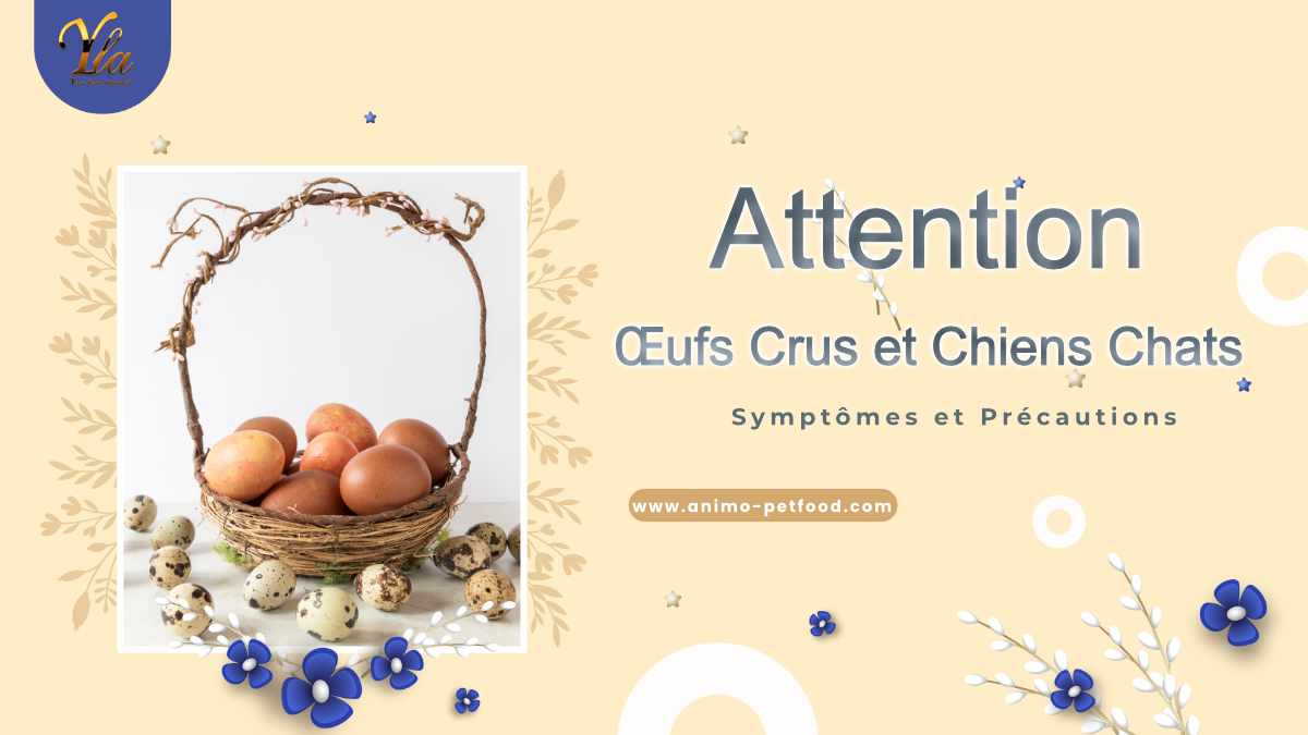 Œufs Crus et Chiens Chats - Risques et Précautions