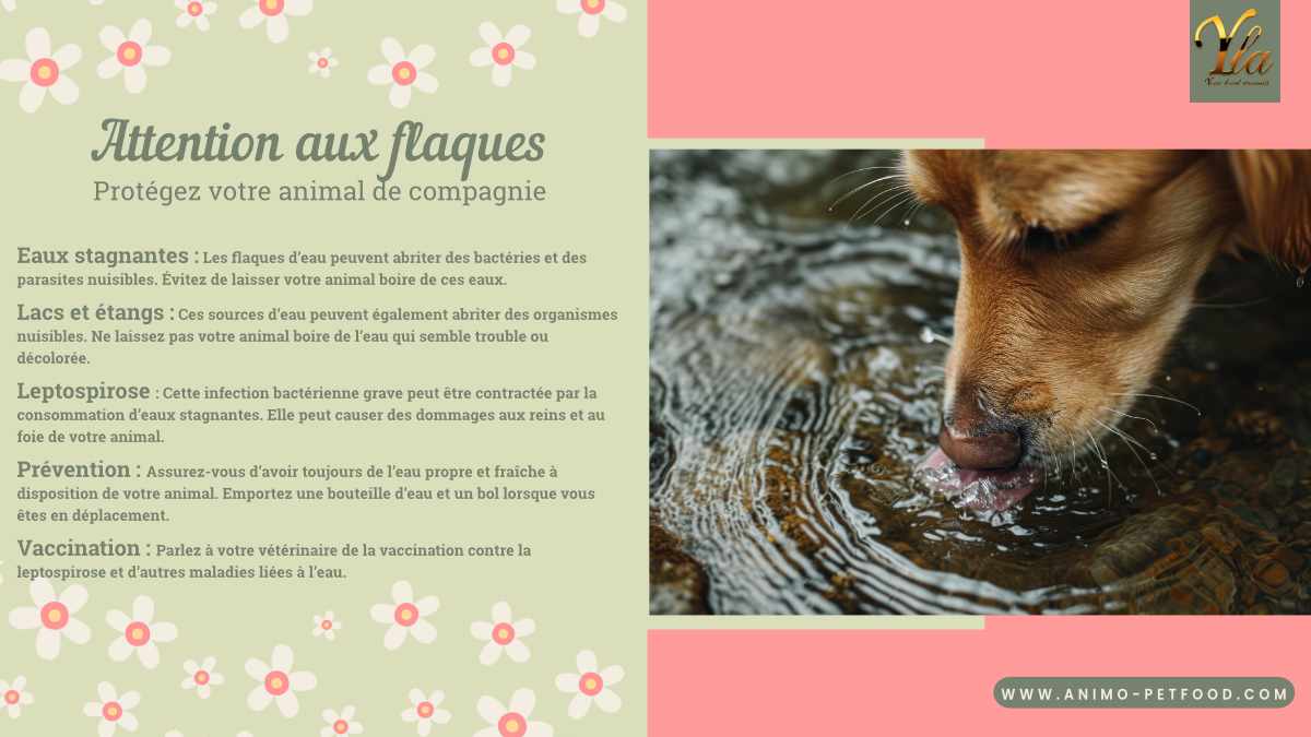 Conseils pour protéger votre animal de compagnie des flaques d’eau et des risques associés tels que les bactéries, les parasites, la leptospirose. Prévention par l’eau propre et la vaccination