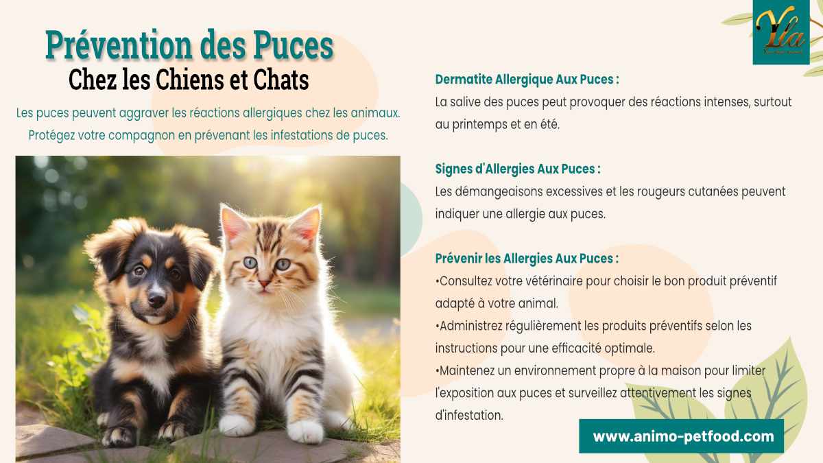 prévention des puces chez les animaux de compagnie : recommandations, symptômes et conseils.