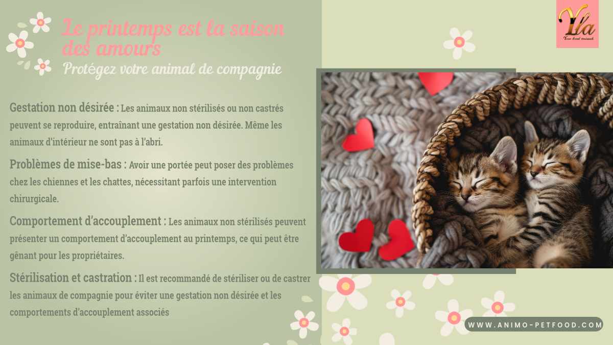 Conseils pour la saison des amours au printemps : Gestation non désirée, problèmes de mise-bas, comportement d’accouplement, stérilisation et castration pour protéger votre animal de compagnie