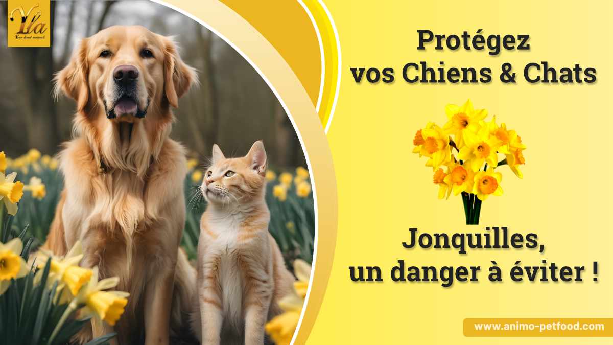 Jonquilles, un danger pour les chiens et chats