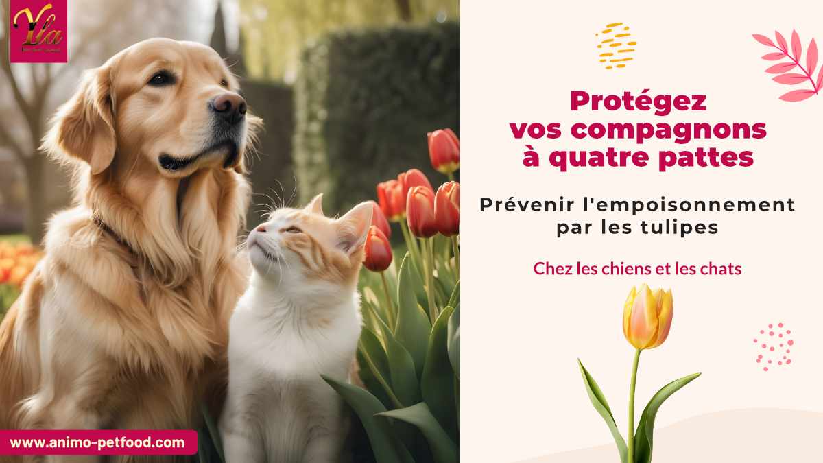 Prévenir l'empoisonnement par les tulipes chez les chiens et les chats