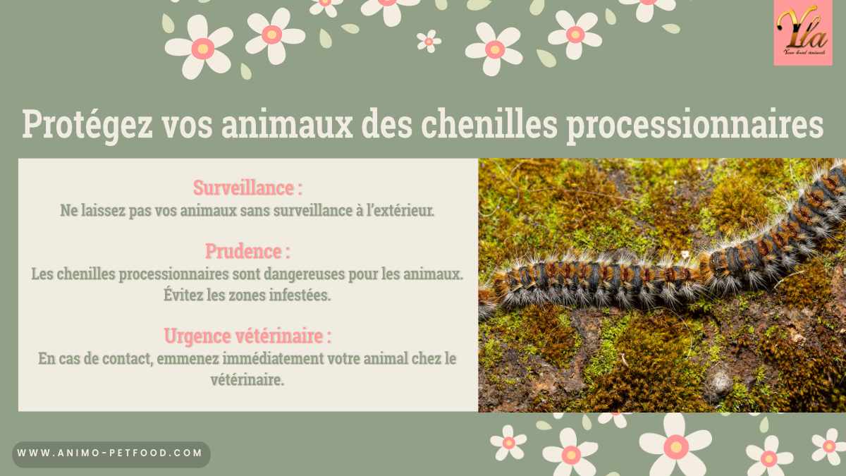 Conseils pour protéger vos chiens et chats des chenilles processionnaires, y compris la surveillance, la prudence, et l’urgence vétérinaire