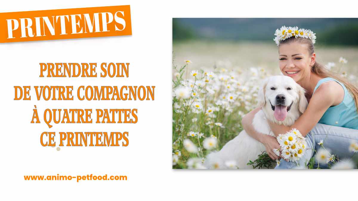 Prendre soin de votre chien ce printemps