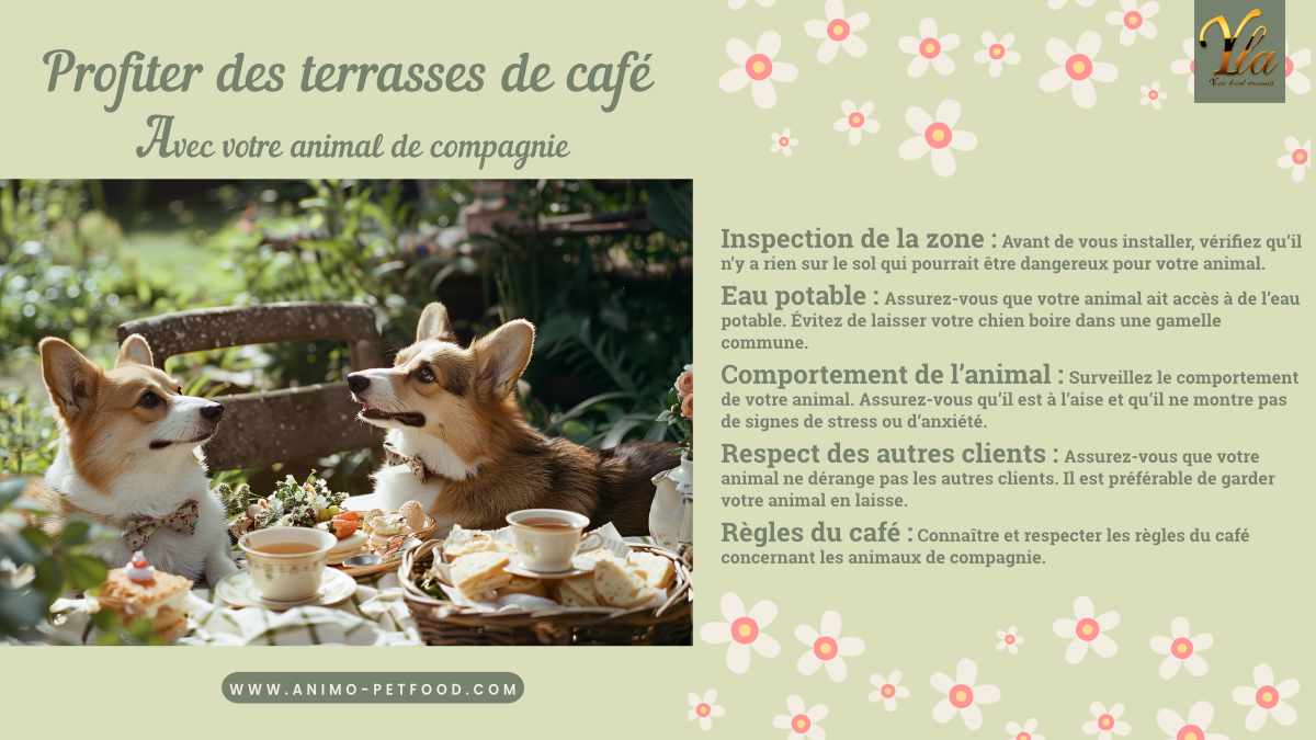 Conseils pour profiter des terrasses de café avec votre animal de compagnie, y compris l’inspection de la zone, l’eau potable, le comportement de l’animal, le respect des autres clients et les règles du café