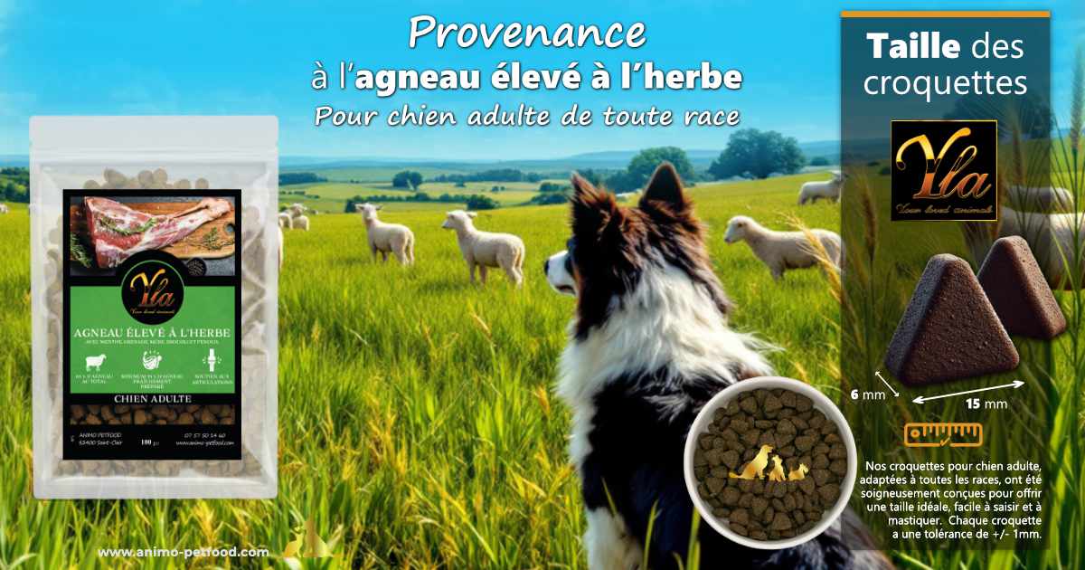 Croquettes triangulaires pour chien adulte - Meilleure digestion et mastication