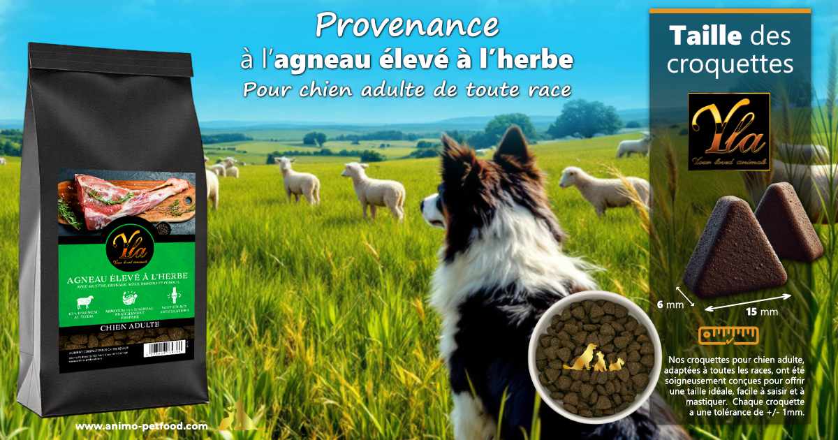 Taille croquette triangulaire chien adulte – Mastication naturelle