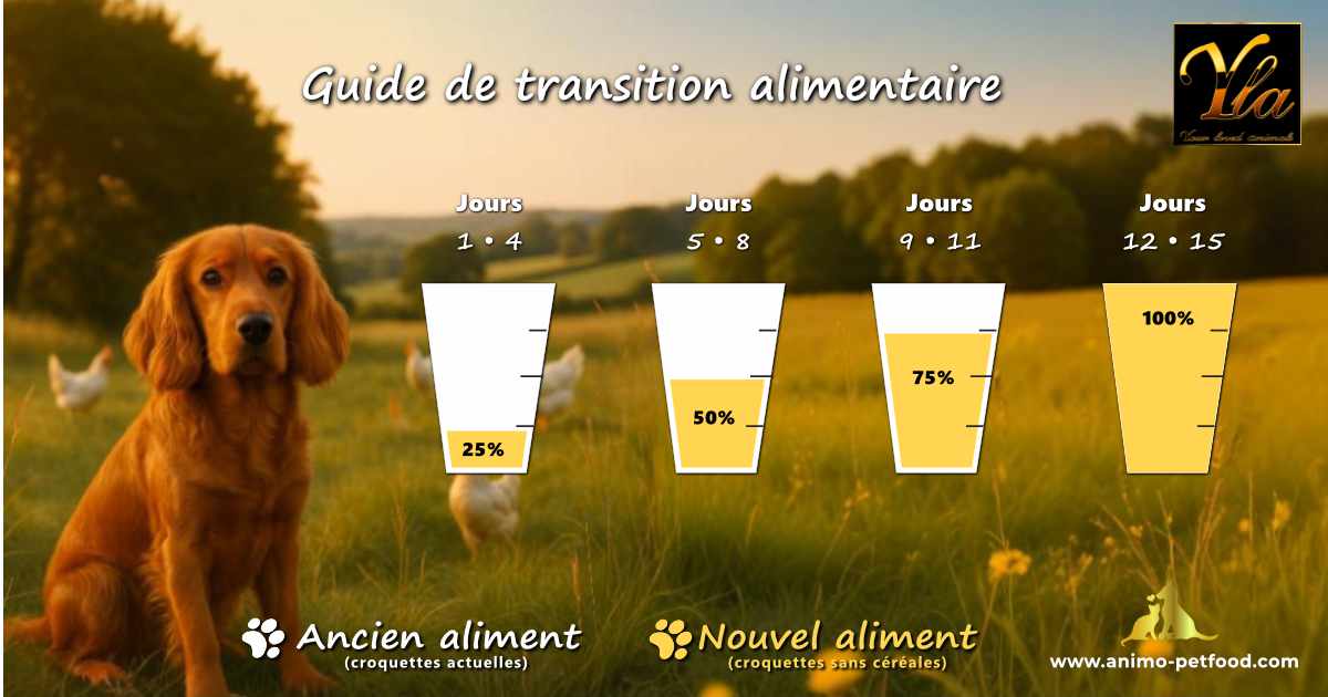 Schéma d’un changement alimentaire sans risque pour chien adulte vers une recette sans céréales