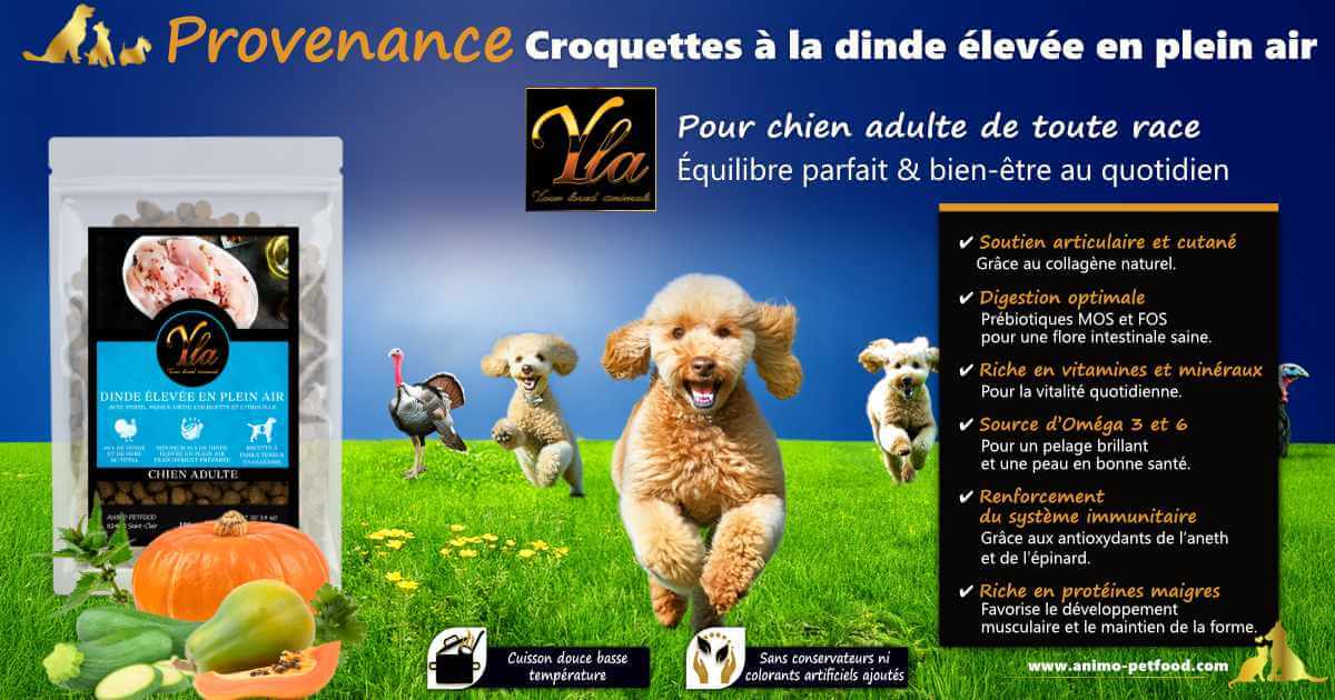 Croquettes dinde sans céréales pour chien adulte – bien-être digestif, immunitaire et articulaire