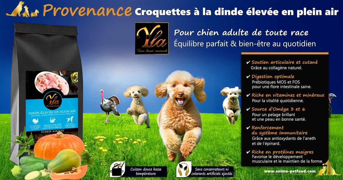 Croquettes naturelles avec superaliments pour renforcer l’immunité et maintenir l’énergie chez le chien adulte