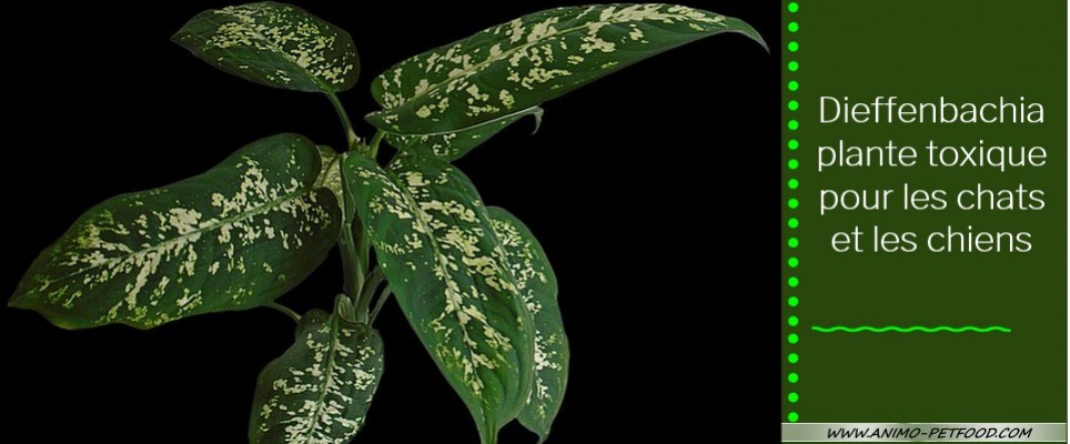 Le dieffenbachia plante toxique pour les chats et les chiens