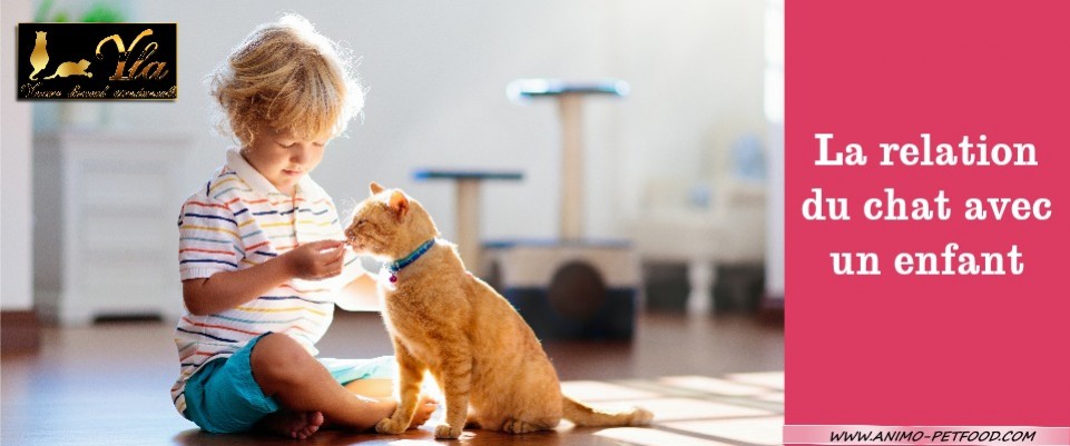 Interactions Et Cohabitation Entre Les Enfants Et Les Chats