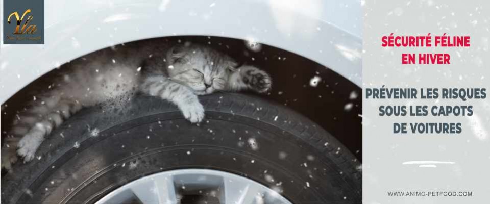Avec l'hiver, des chats peuvent se cacher dans votre voiture