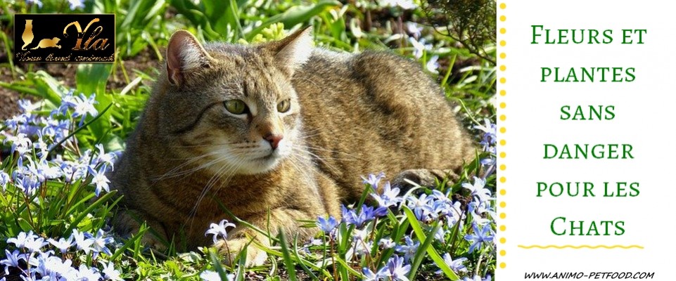 Les plantes sans danger pour votre chat - Absolument Chats