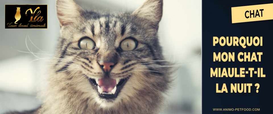 Votre Chat Miaule T Il La Nuit