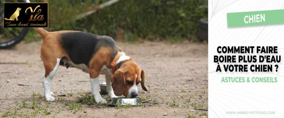 comment faire boire plus d'eau a mon chien