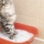 Pourquoi les chats font-ils leurs besoins en dehors du bac à litière ?