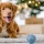 Premier Noël avec votre Chiot : Sécurité et Bien-être